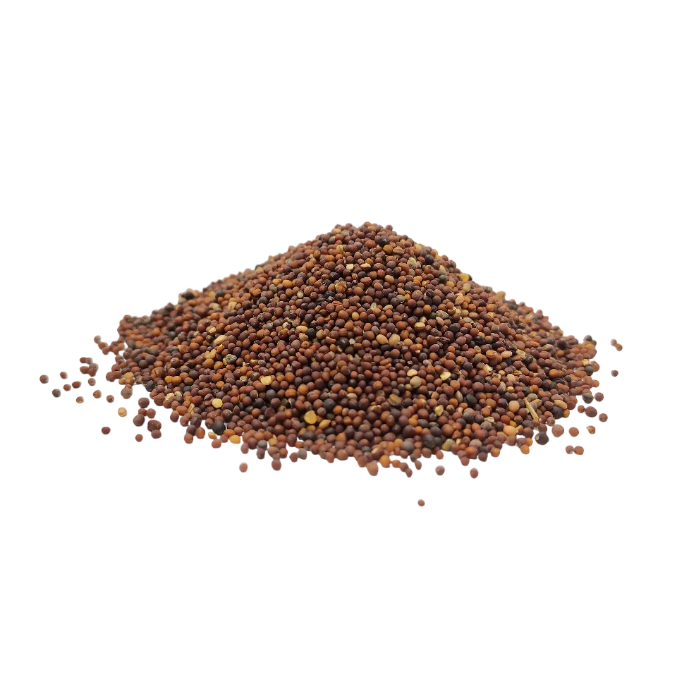 تخم شلغم خوراکی